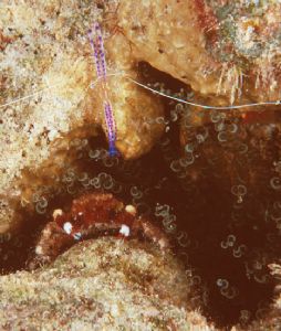 Crab and Pederson Shrimp, Grand Cayman, N90s 60mm by Sandy Demi 